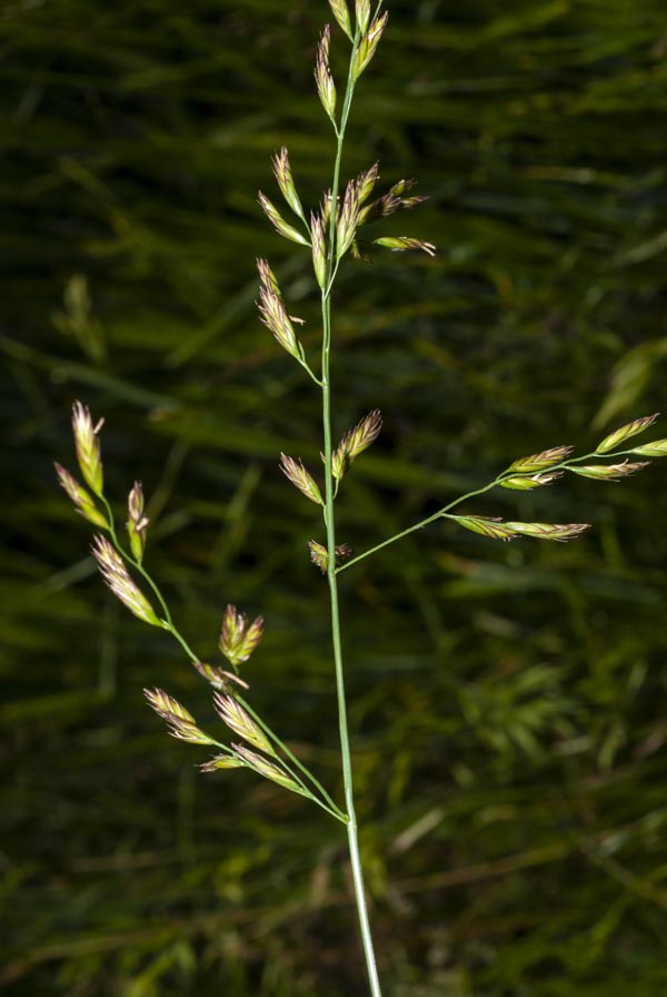 Poaceae